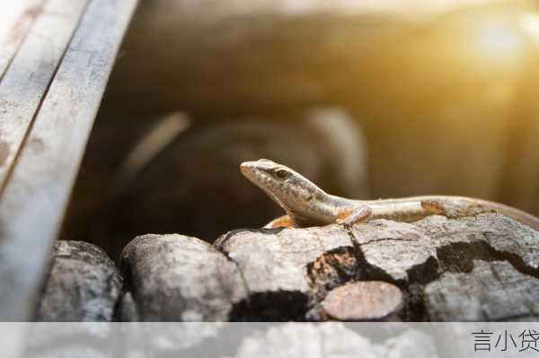 循环贷款的额度并非固定不变，而是会根据多种因素进行动态调整。以下是一些影响循环贷款额度的主要因素