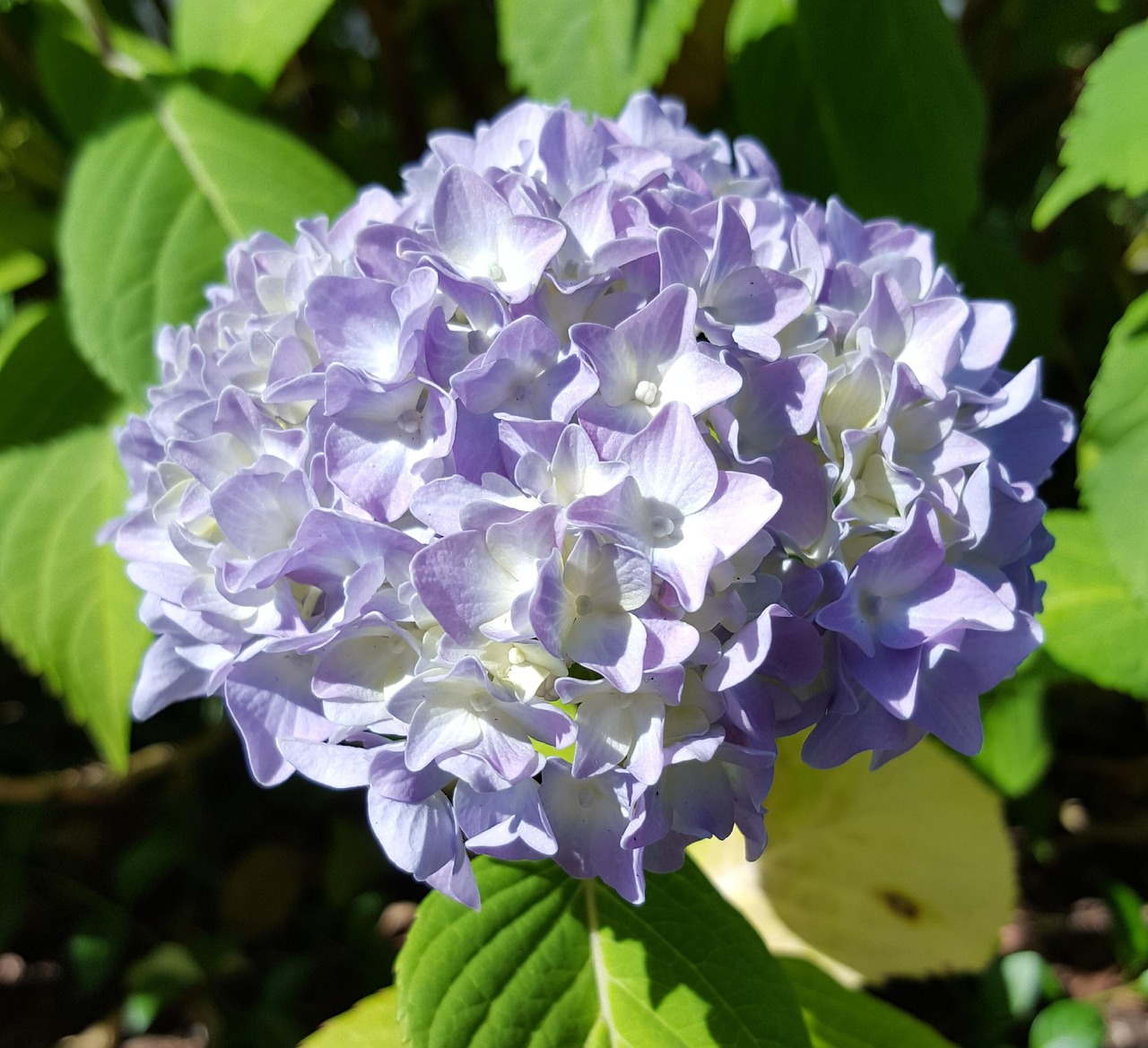 揭秘，为何有钱花不能循环贷？