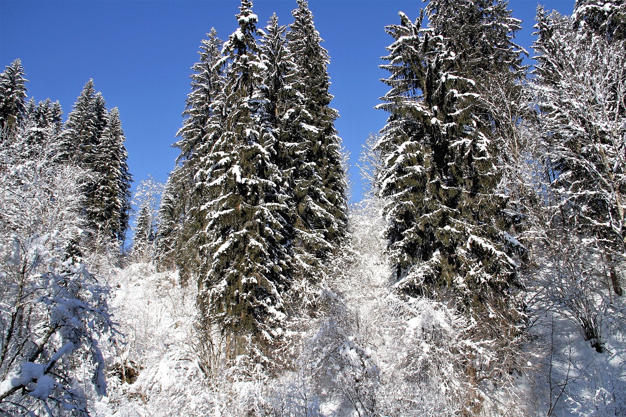 真正能借钱的 APP，雪中送炭还是暗藏玄机？