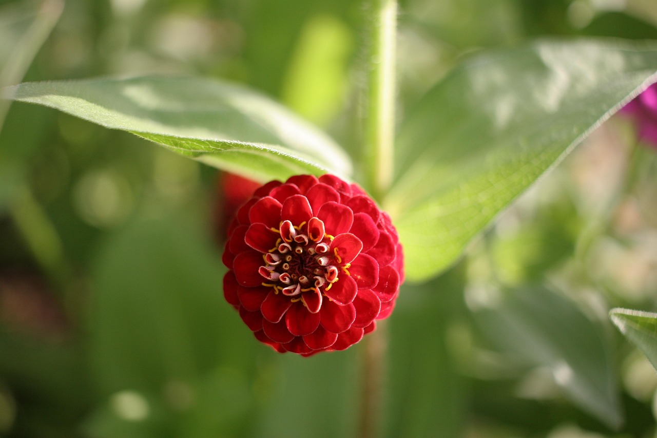 花薪可以循环贷吗？