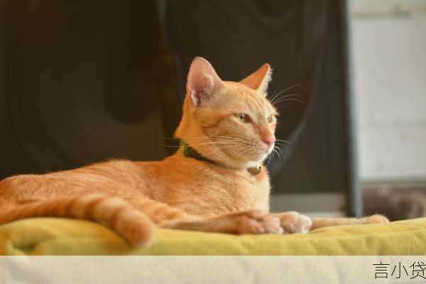 口子猫贷款app下载指南如何像撸猫一样轻松借钱？(附专业避坑攻略)