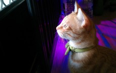 现贷猫是否为循环贷？