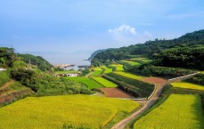 海南农商行循环贷，金融创新助力乡村振兴